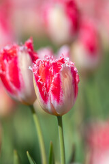 Colorful tulip close-up