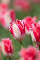 Colorful red and white tulip
