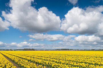 Yellow tulip fields and blue sky with clouds