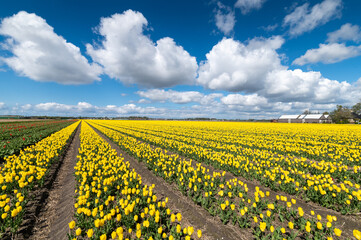 Rows of yellow tulip fields