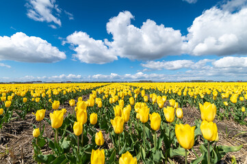 Yellow tulip fields in the spring