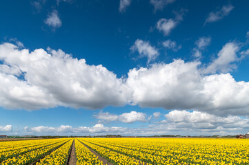Yellow tulip fields in the Netherlands