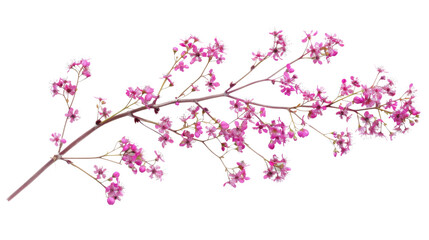 Obraz na płótnie Canvas Blossom of a tree