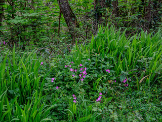 Fototapeta premium Wild Cornish flowers 