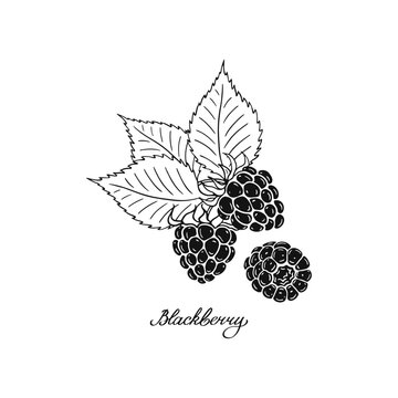 Blackberry. Blck and white berries. Hand-drawn flat image. Vector illustration.