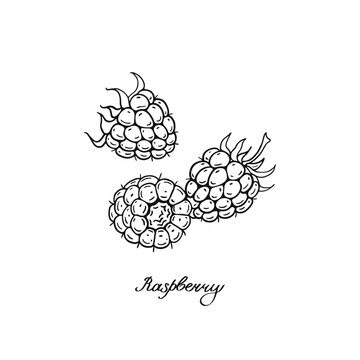 Raspberry. Three blck and white berries set. Hand-drawn flat image. Vector illustration.
