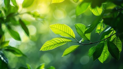 Closeup of the lush green leaves working tirelessly to convert harmful carbon dioxide into oxygen purifying the air we breathe. .