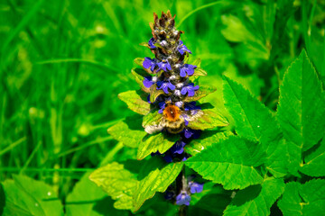 Closeup shot of bumblebee and blue flowers in a meadow. Ajuga reptans and a bumblebee collecting...