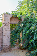 Ruined old brick building walls and arches overgrown with lush acacia tree in Al Jazirah Al Hamra...