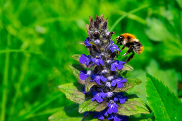 Closeup shot of bumblebee and blue flowers in a meadow. Ajuga reptans and a bumblebee collecting nectar.