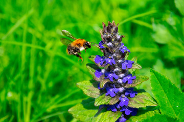 Closeup shot of bumblebee and blue flowers in a meadow. Ajuga reptans and a bumblebee collecting...