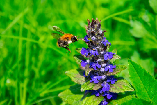 Closeup shot of bumblebee and blue flowers in a meadow. Ajuga reptans and a bumblebee collecting nectar.