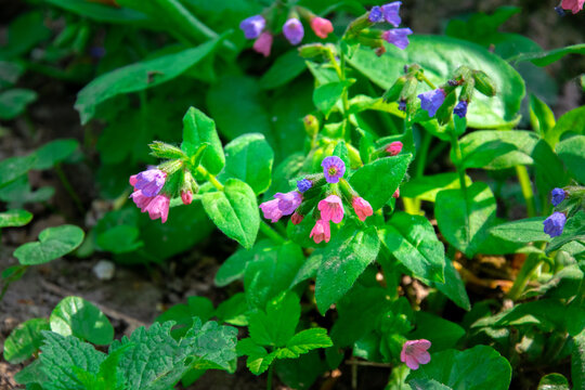 Pulmonaria, lungwort flower with pink and purple petals. Spring flower in the forest
