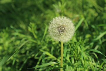dandelion on grass