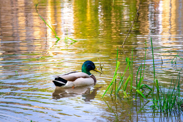 Male mallard duck. Duck with reflection in clean lake water in Naleczow, Poland