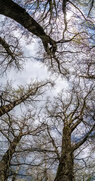 vertical time lapse of bare crowns and clumsy branches  of huge oak trees growing in blue sky in sunny day with clouds