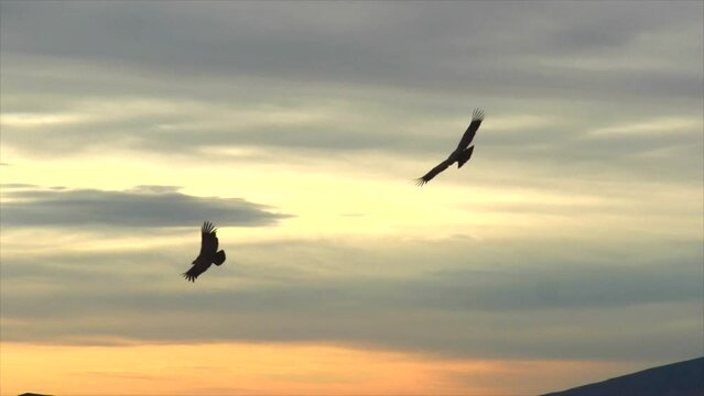 Two condors flying in sunset beautiful sky in Patagonia, slow motion. High quality FullHD footage