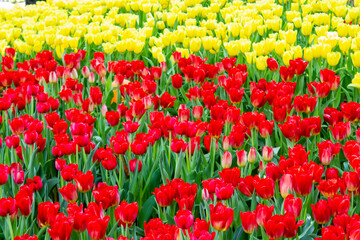 Colorful Tulip Flowers In The Spring Garden.