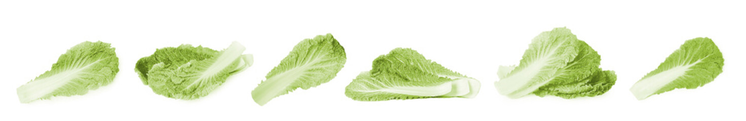 Fresh leaves of ripe Chinese cabbages isolated on white, set