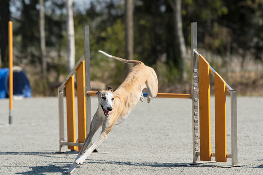 Whippet jumps over an agility hurdle on a dog agility course