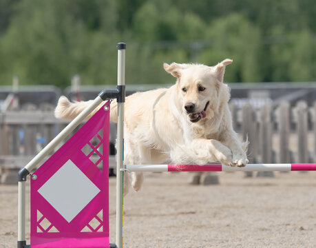 Golden Retriever jumps over an agility hurdle on a dog agility course