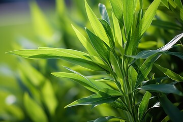 Obraz premium close-up Green Willow leaves on natural background 