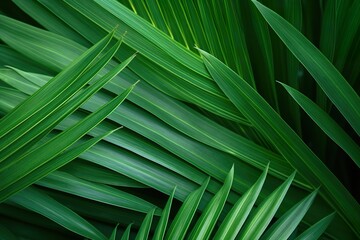 close-up Green palm leaves on natural background