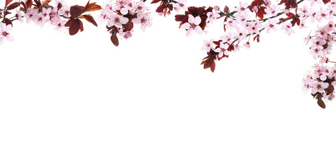 Spring blossoms. Tree branches with flowers on white background. Banner design with space for text