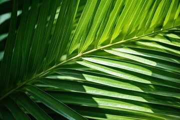 close-up Green Coconut leaves on natural background 