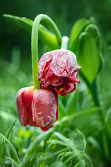 zmrożone tulipany w zimny poranek, szron na kwiatach 