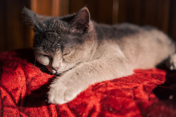 Gray Kitten Resting Peacefully on a Red Vintage Ottoman in Warm Sunlight
