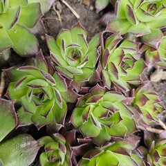 close up of lotus flower