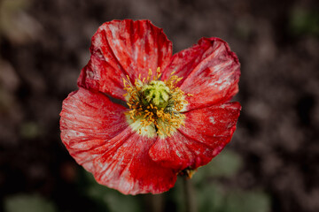 Red poppy flower in the garden. Close up. Selective focus.