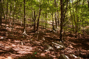 Dajti Mountain National Park, central Albania