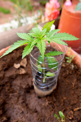 Young marijuana plant in a pot close-up.Cultivation of narcotic plants. Legalization of cannabis.