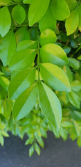 close up of green leaves on Murraya paniculata, also known as orange jasmine plant