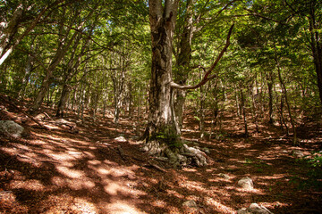 Dajti Mountain National Park, central Albania