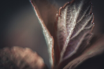 Formation of new red leaf veins in spring. Macro, close-up. Background image. Soft selective focus....