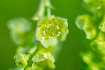 In the spring, a new flower of the currant bush. Macro, close-up, young, many, flowers. Soft selective focus. Artificially created grain for the picture