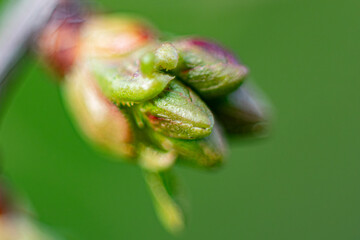 A bud of a cherry tree in the spring that has not yet blossomed. Macro close-up of a young green...