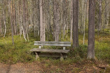 Park bench in forest on hiking trail to Myllykoski rapids in spring, Oulanka National Park, Kuusamo, Finland.