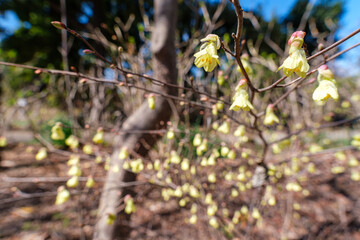 ヒョウガミズキの花びら