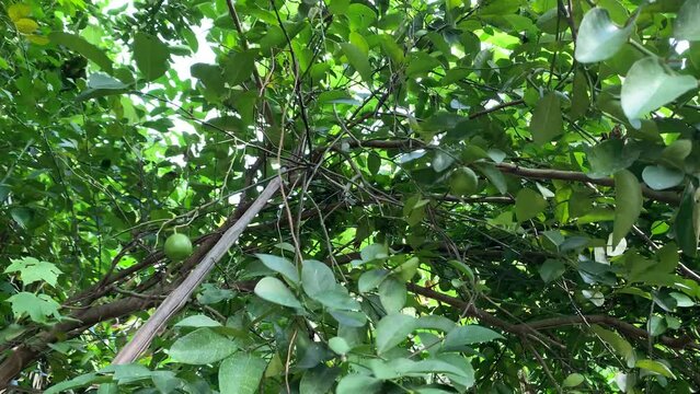 Lime tree in a garden 