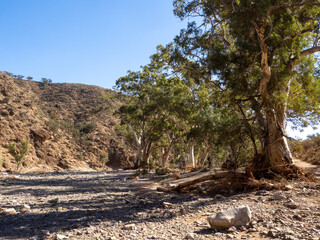 Dry creek in Parachilna Gorge - Flinders Ranges