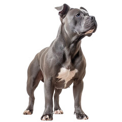 American Bully standing full body on side isolated on transparent background