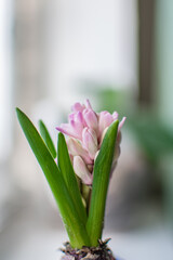 close-up of a pink hyacinth in a pot on a light background