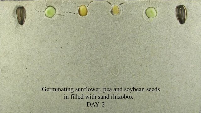 Time lapse of different plants roots growing in a rhizobox
