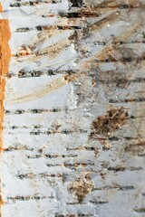 birch bark in close-up. natural background