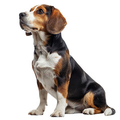 Beagle isolated on transparent background