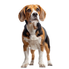 beagle standing full body on side isolated on transparent background